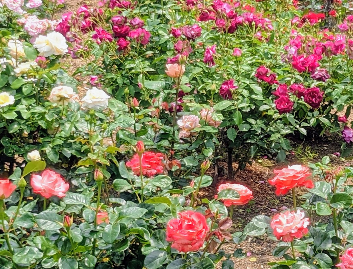 お茶会開催ありがとうございます！
ウィリアムさんのお誕生日と薔薇の祝祭を祝して🎉

#あわいの民エアお茶会