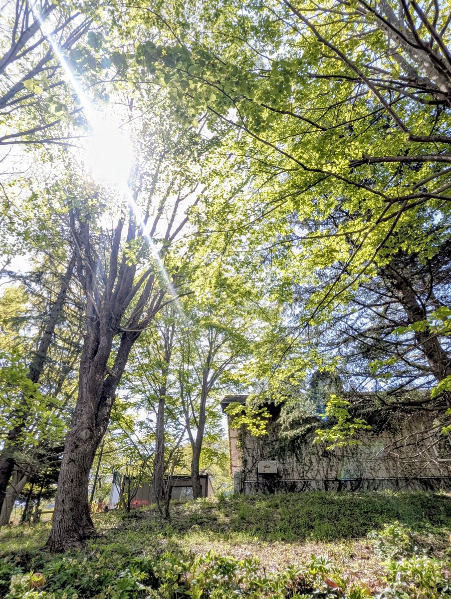 tea 𓂃 ⋆͛*͛ 𓇨𓍌 tweet media