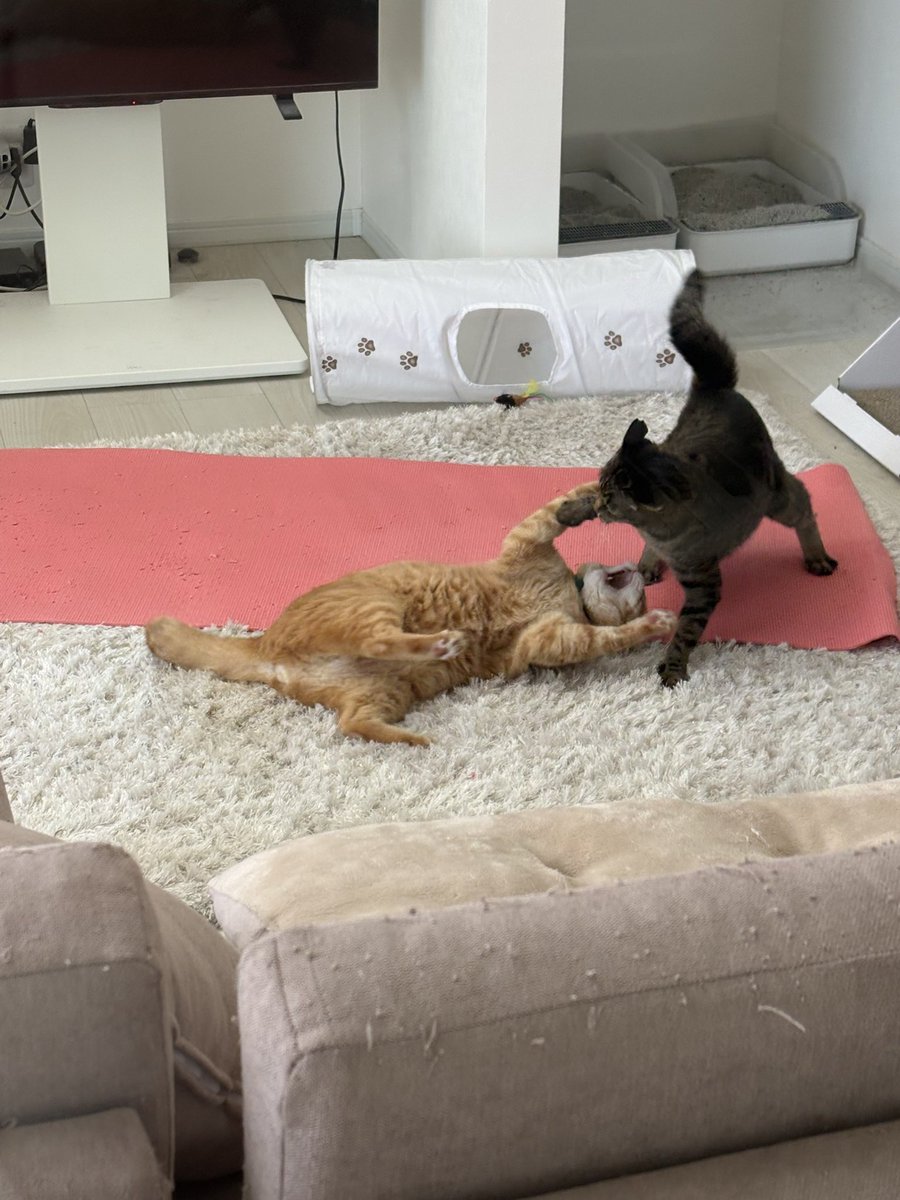 かなえの雑談🐾 tweet media