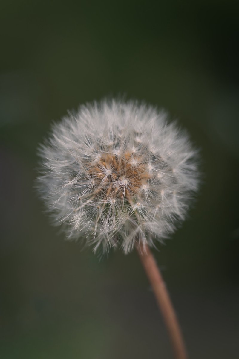naugit6128's tweet photo. 天気が良いのでハーフマクロレンズ片手にフォトウォークしてきた。

α7RV
FE 70-200mm F4 Macro G OSS II https://t.co/yPIeFwxt2l