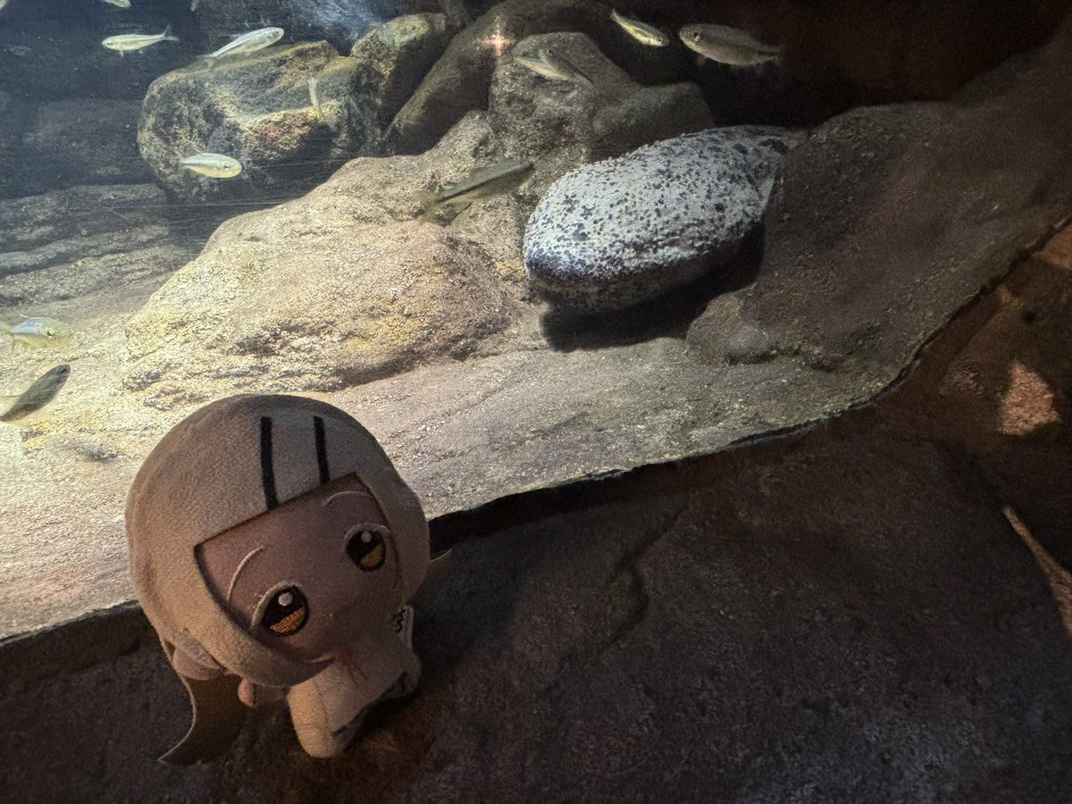 シェイ tweet media