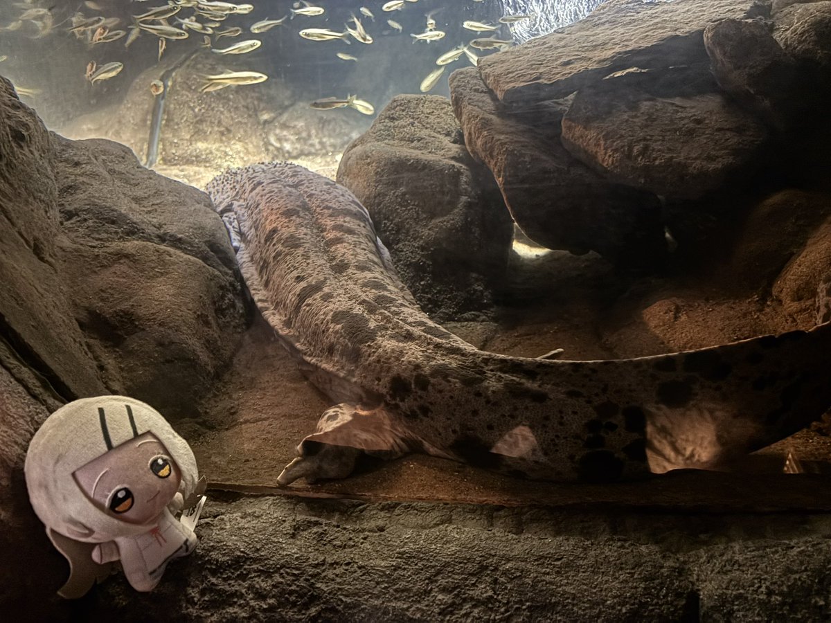 シェイ tweet media