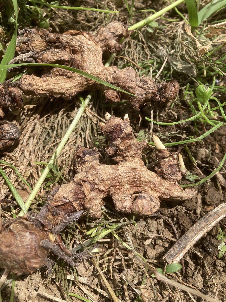 hinomoto701's tweet image. Thin and withered—
turmeric and taro roots
I bury in soil

ガリガリの
ウコンと里芋
埋めてみる

#field #turmeric #taro #senryu #hinomoto701 #畑 #ウコン #里芋 #川柳 #ヒノモト