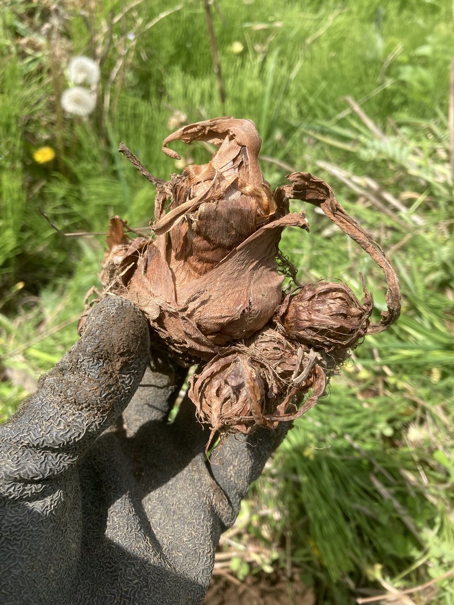 hinomoto701's tweet image. Thin and withered—
turmeric and taro roots
I bury in soil

ガリガリの
ウコンと里芋
埋めてみる

#field #turmeric #taro #senryu #hinomoto701 #畑 #ウコン #里芋 #川柳 #ヒノモト
