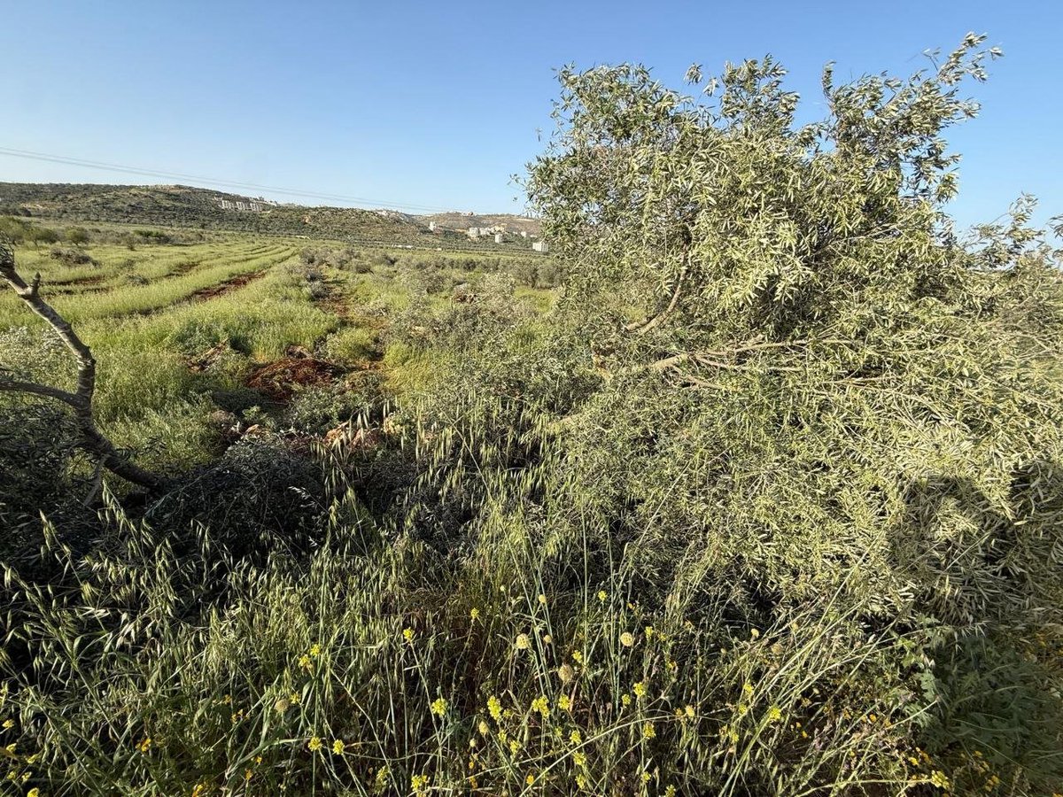 Early this morning, Israeli settlers uprooted around 400 olive trees on farmland in the plain of Turmus Ayya, north of Ramallah.