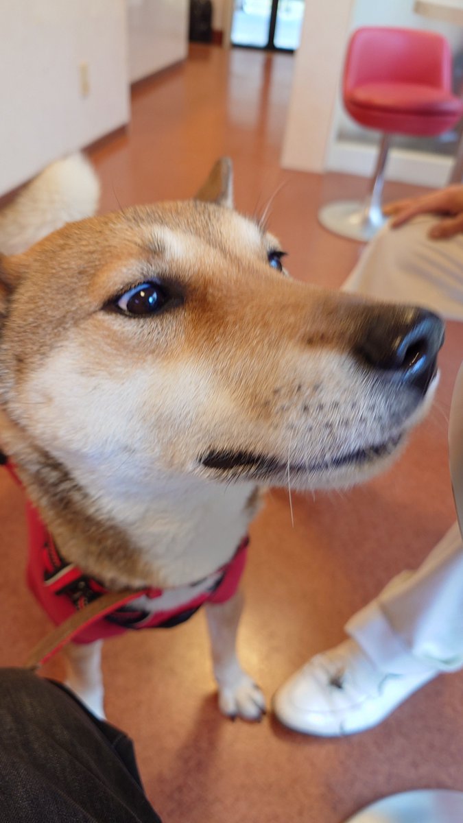 大輔と疾風🌈と火花 tweet media