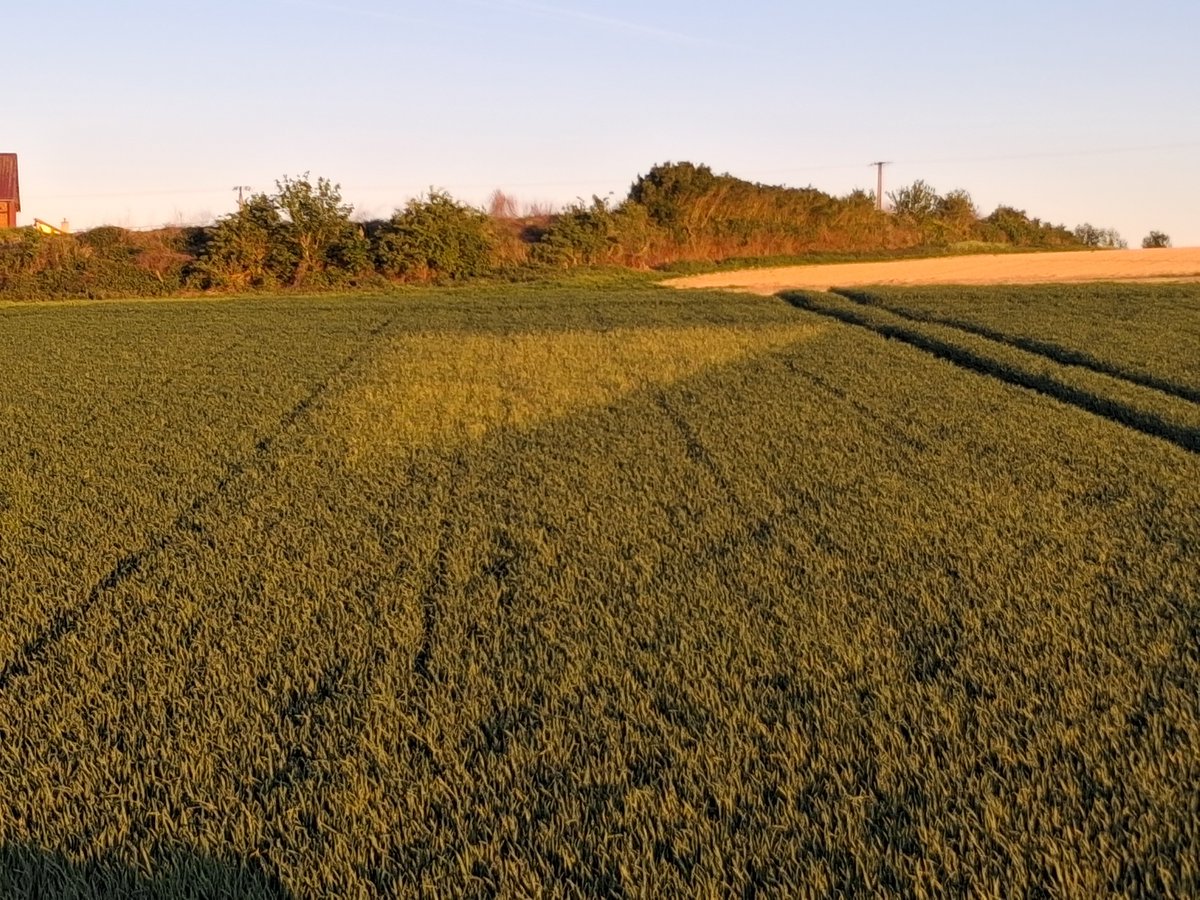 GuyotVincent02's tweet image. Bonjour les #Twittos , gelée blanche ce matin. 
Quand tu laisses un témoin sans herbicide dans tes blés, tu mesures bien la nécessité de ce que tu fais et de ce qu'ils te permettent de faire.
Y a plus de faux-blés que de blés 🌾.