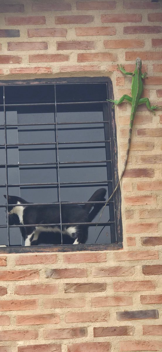 Rolando Riera Lizardo tweet media