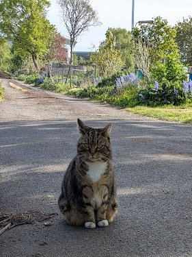 Robert Allotment cat,now helped by Janet & Amanda tweet media