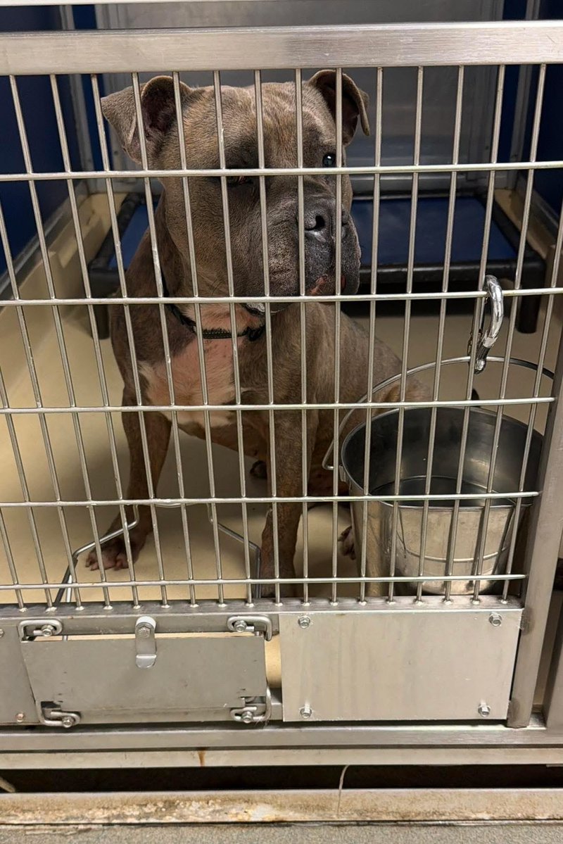 roula_polites's tweet image. Hi hoomans I need your help.  The shelter changed their mind.  A mean lady named Dr Duran doesn’t want to give me more time.  She said she doesn’t like the way I behave in my kennel and it doesn’t matter how I act when I’m outside.  My name is #TANK #A2748074 I don’t want to die