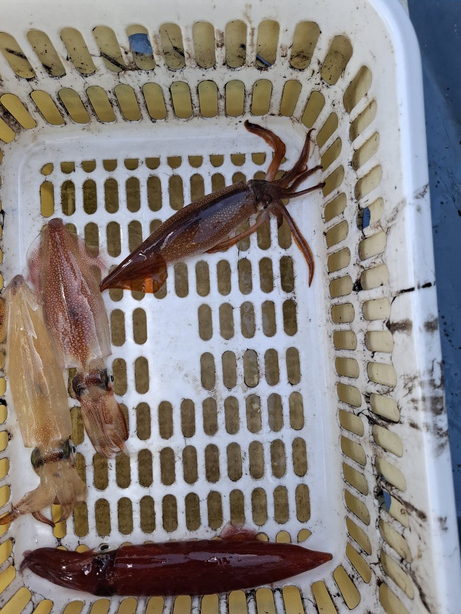 おぼちゃん tweet media