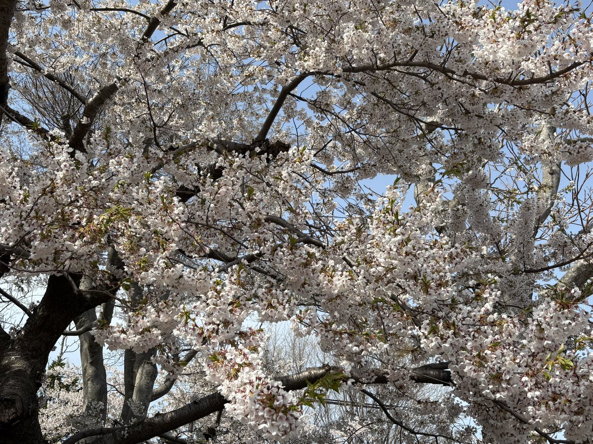 🍒パTrash🍒 tweet media