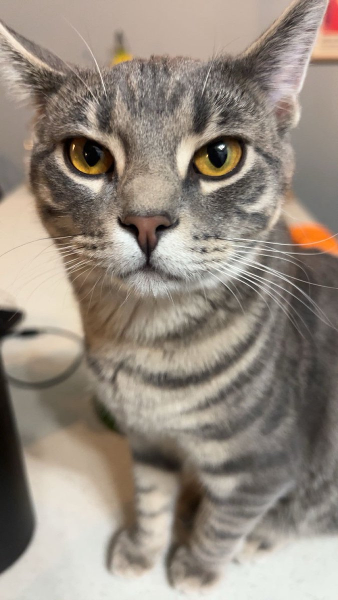 ˑ 𓈒 𐔌 𝐈sabella ͡꒱ #edtwt tweet media