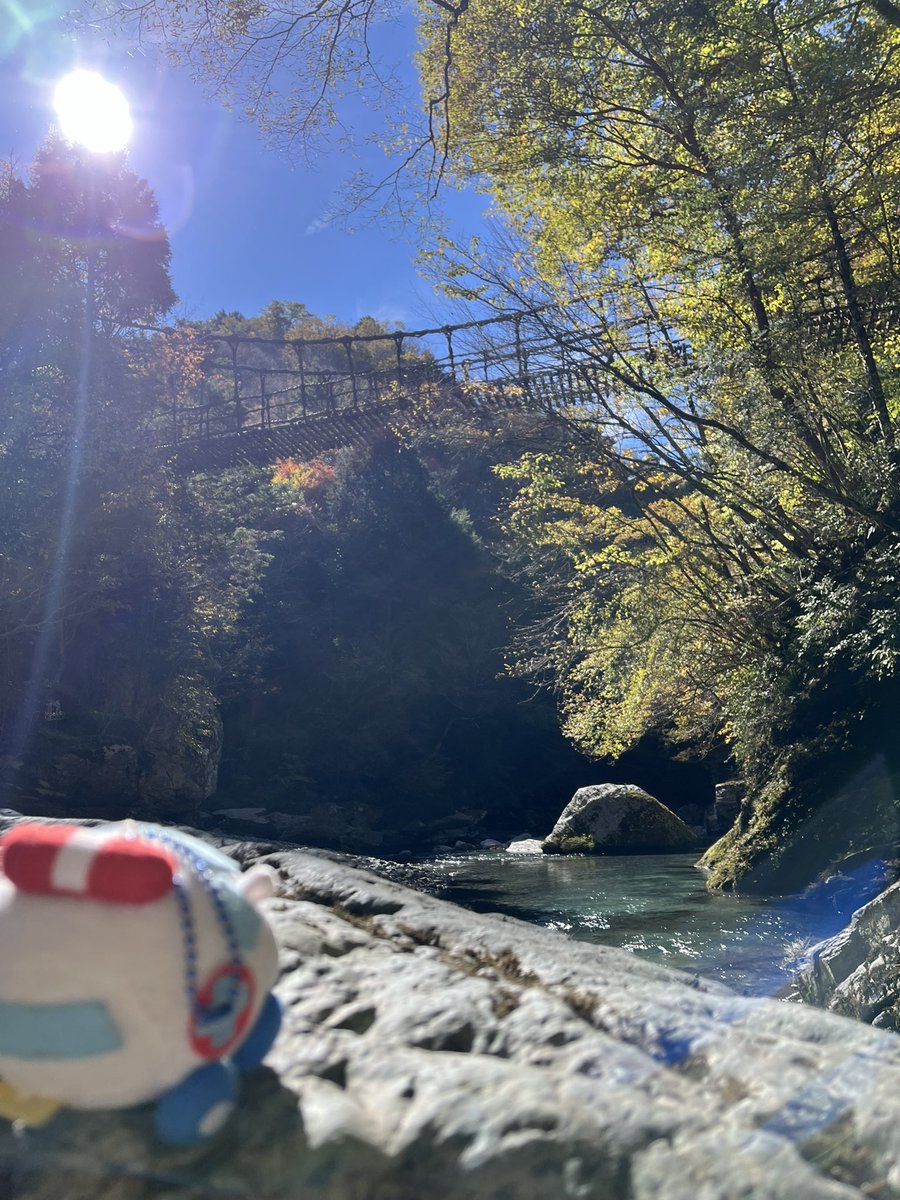 ねこっしー tweet media