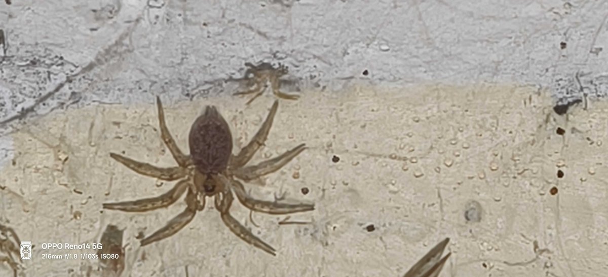 Araña de pared - Oecobius Navus
y arriba su muda