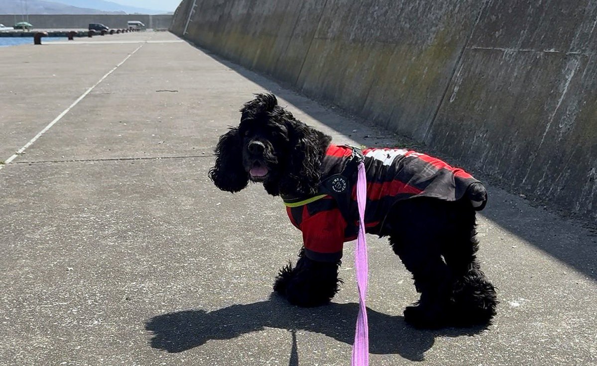 Ｊさん🐾 tweet media