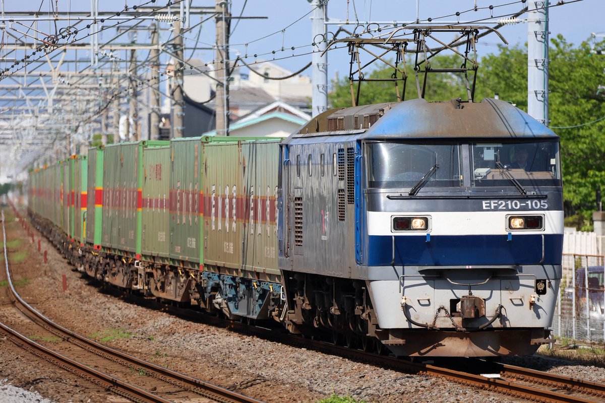 ホトトギス tweet media