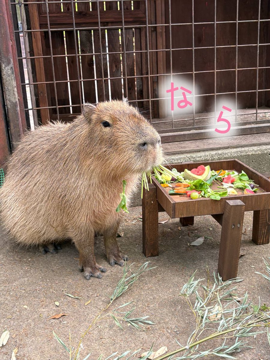 カピバラ カピバラ - Wikipedia