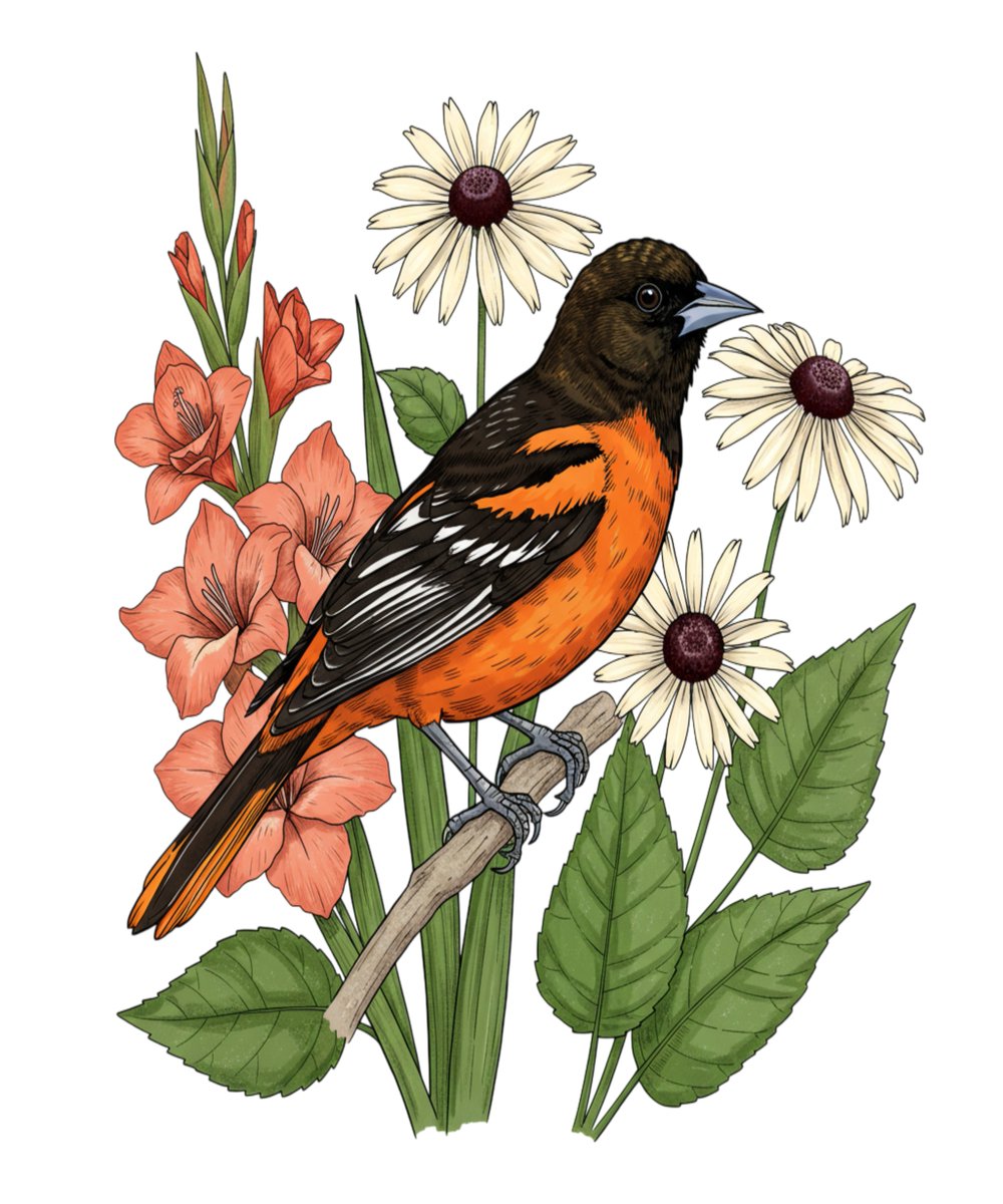 Anjeanette88387's tweet image. The Baltimore Oriole design: a study in summer contrast. This piece highlights the bird’s fiery plumage against a lush, detailed backdrop of peach gladiolus and crisp white daisies.

#BirdArt #Wildlife #Nature #Art #BaltimoreOriole