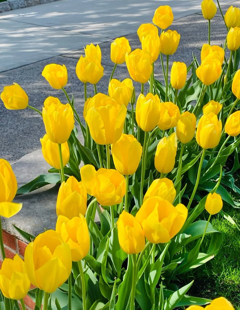 17017Nov's tweet image. Have a peaceful Sunday🌿💛💛 #tulips