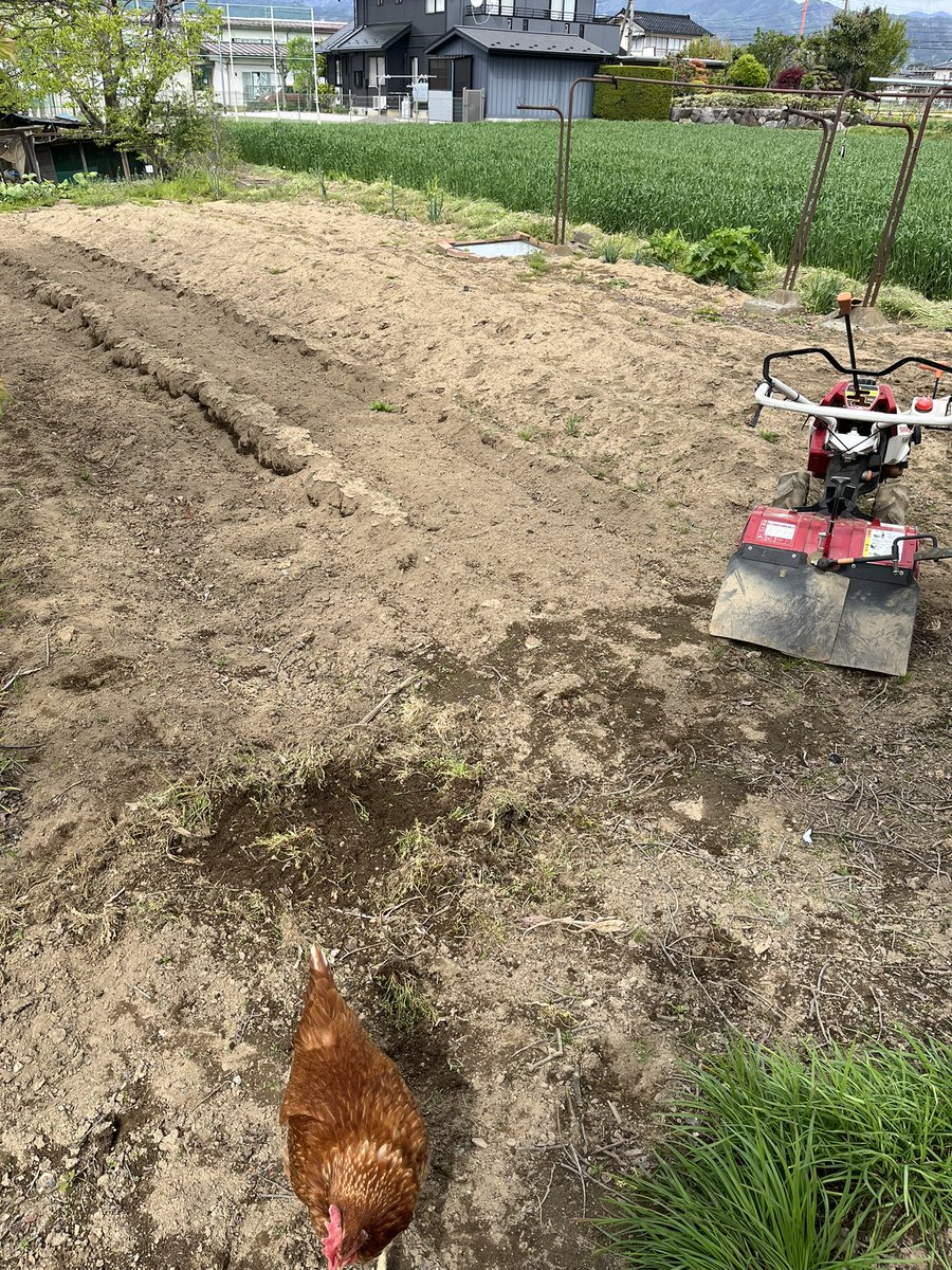 ネジリンボウ tweet media