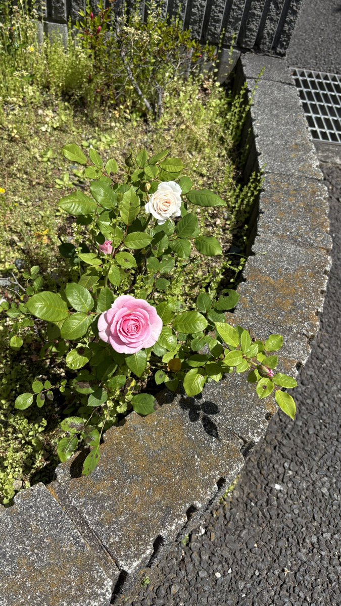 チェッコ tweet media