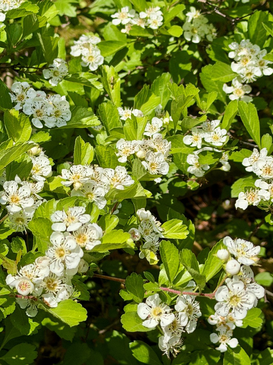 TonogayatoTeien's tweet image. Crataegus cuneata is a #hawthorn species with high ornamental, nutritional and medicinal value.
It produces white #blossom in spring.
Yellow #fruit appears in the fall and turns red as the season advances.
You can view its lovely blossom, now at its best, near the garden office.