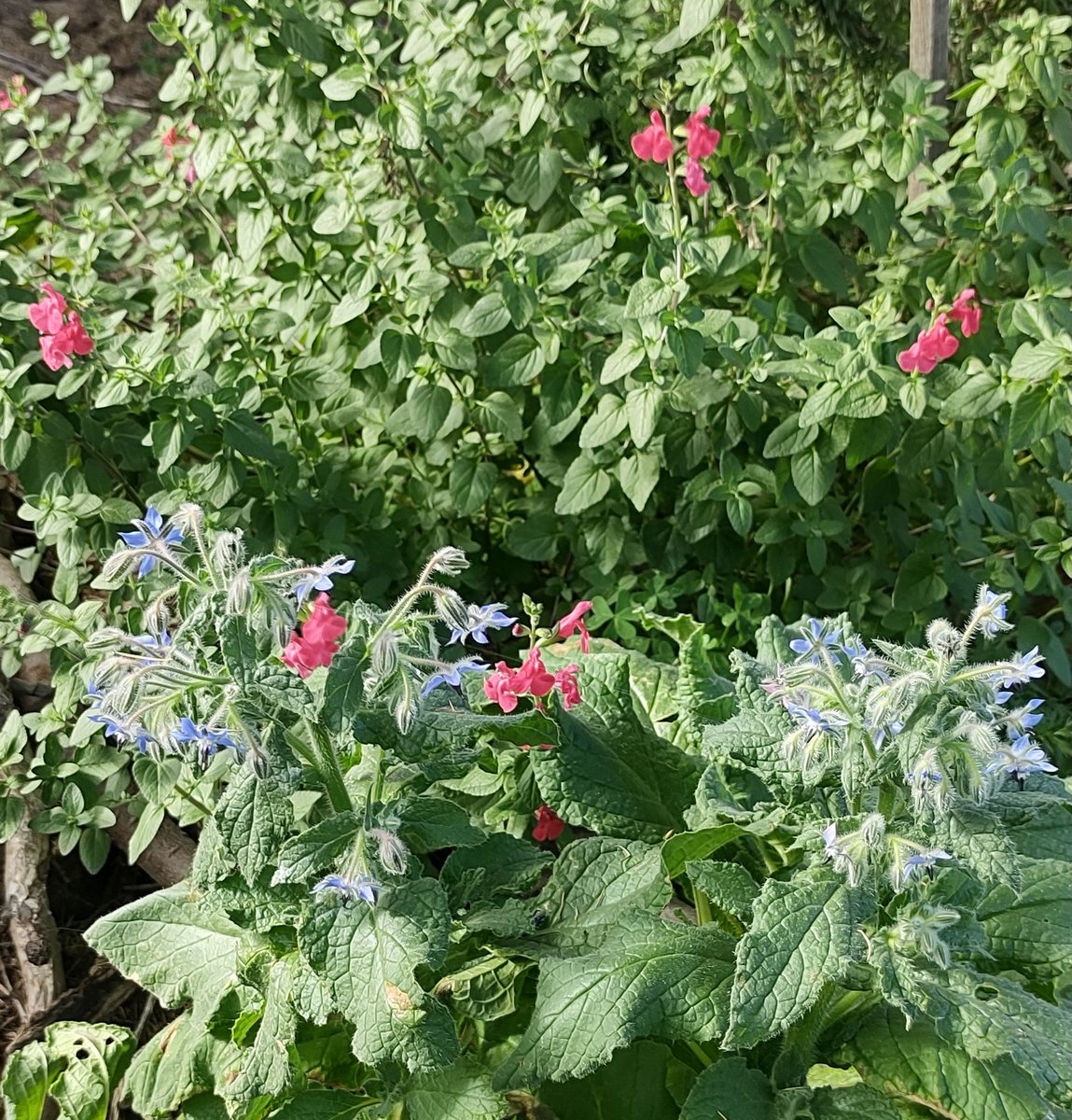 JoniPageAuthor's tweet photo. I love this messy, Bee Happy 🐝 area of my garden ❤️
Blue borage has started flowering amongst the pink salvia - a feast for the eyes, too! 😍
#salvia #borage #beeforage #nature #homegarden #pollinators #sustainability https://t.co/snPaUsG5Cg