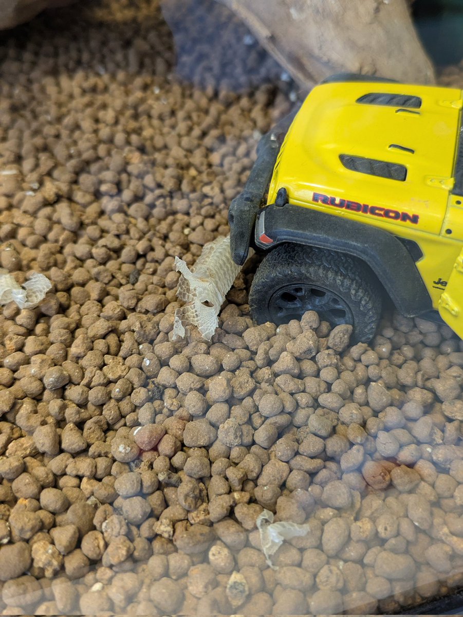 もやし tweet media