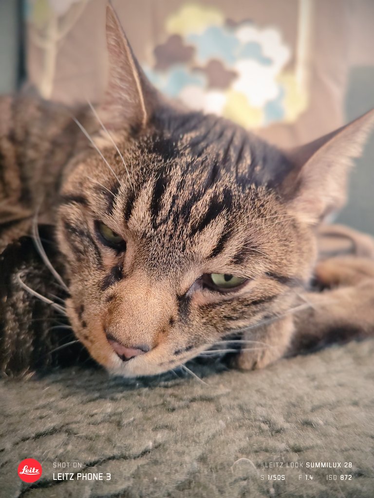 こでまり tweet media