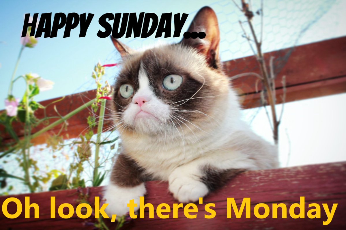 FlissZak's tweet image. Enjoy your Sunday, #everyone and remember, play nice. 😊

#WritingCommunity #poetrycommunity #readingcommunity  #Sunday #GrumpyCat #Weekend