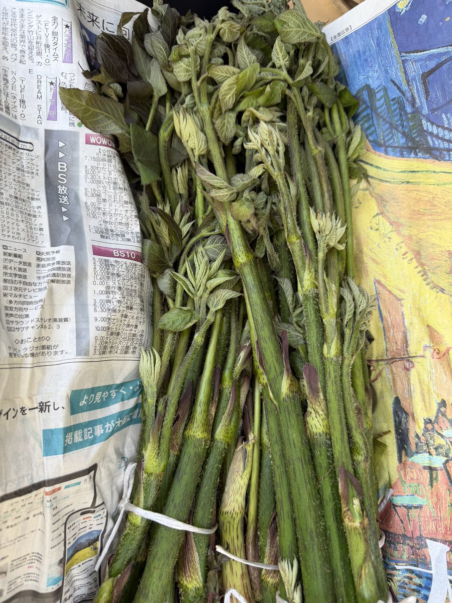 メタボリックジョリビラー仮 tweet media