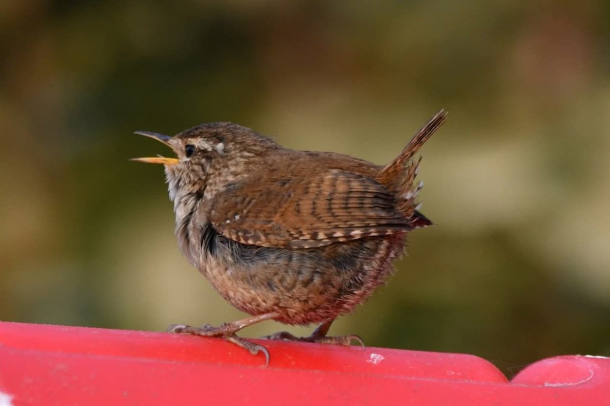 nealesmithworld's tweet image. Wren 
Bude Cornwall 〓〓
#Bude #Cornwall 
#Wren