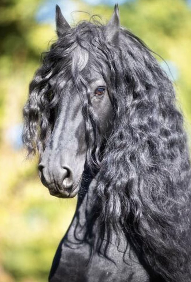 realfrothyfriar's tweet image. When your paladin's warhorse also has an 18 Charisma