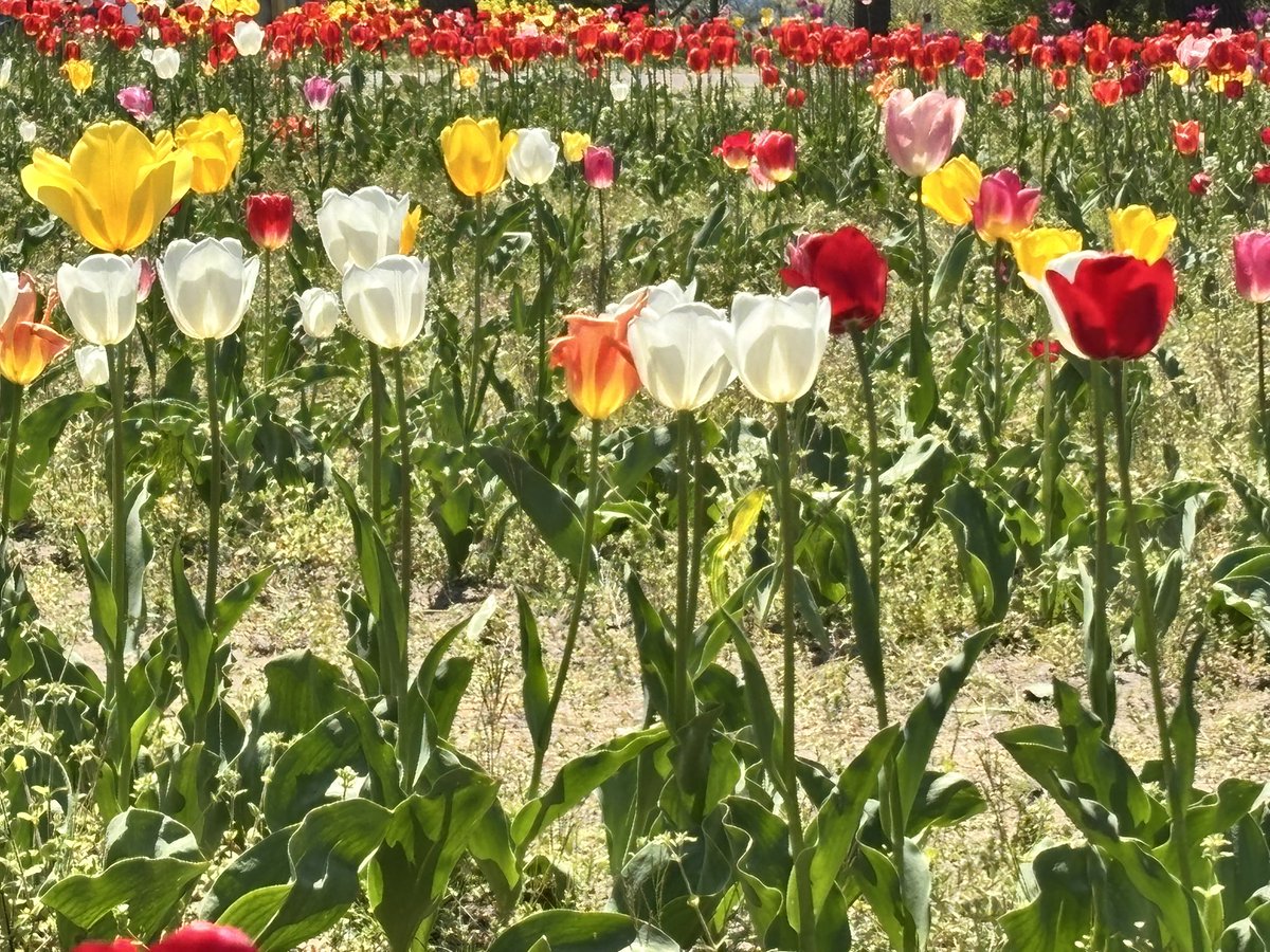 チューリップ🌷満開✨️