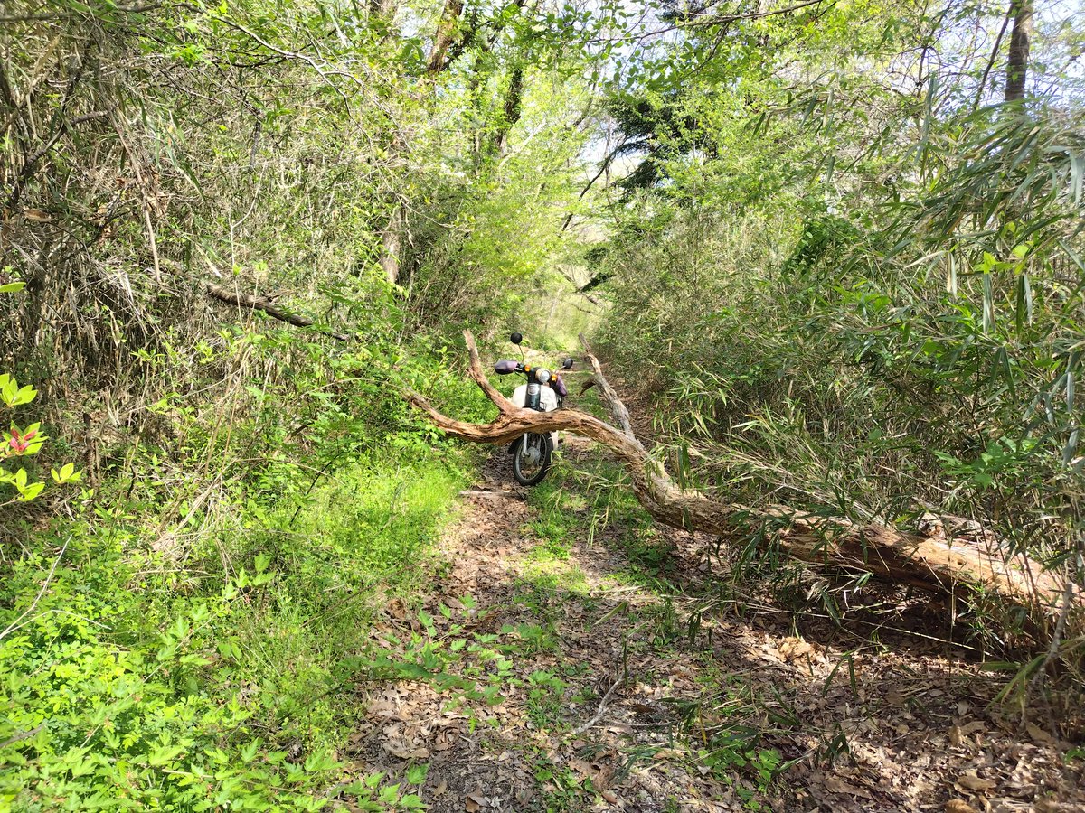 味噌バターポテト tweet media