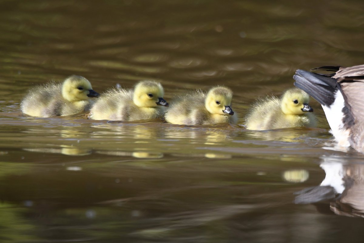 nealesmithworld's tweet image. Canada Goose Goslings
Bude Cornwall 〓〓
#Bude #Cornwall 
#CanadaGoose 
#CanadaGeese 
#Gosling