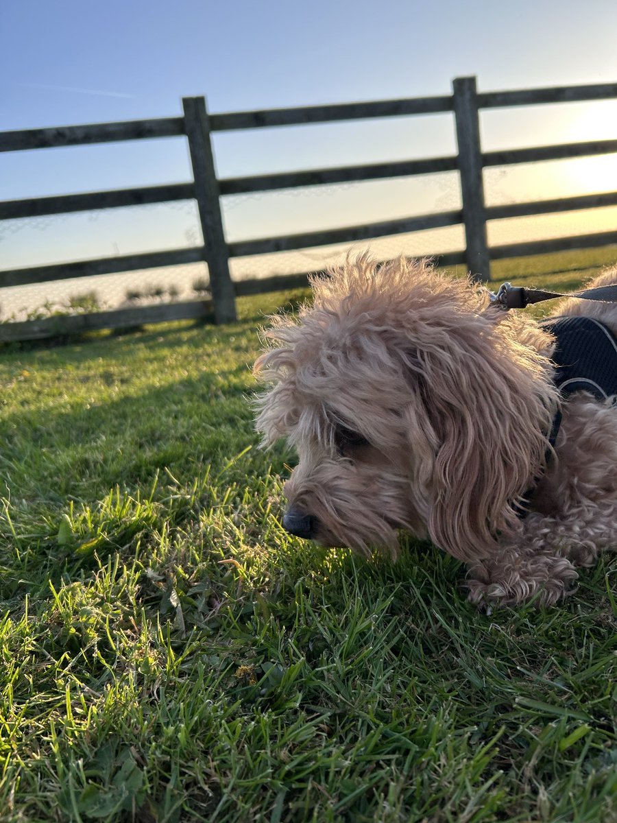 sphoenix78's tweet image. Time out to appreciate my morning gifts… sunrises, sheep and Ted walks! The perfect antidote to a busy week. Grateful beyond measure. #Gratitude