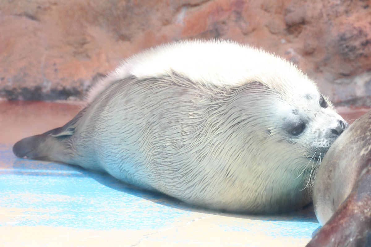 ずーさと tweet media