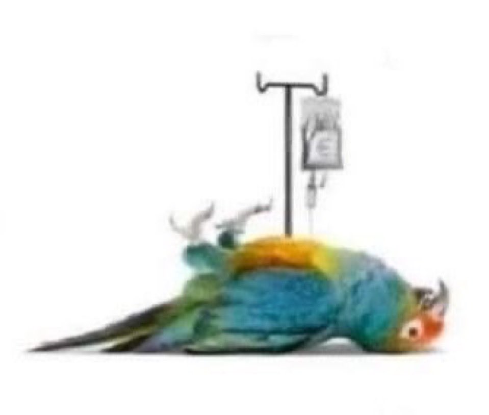 Yeshi土 ✂️ tweet media