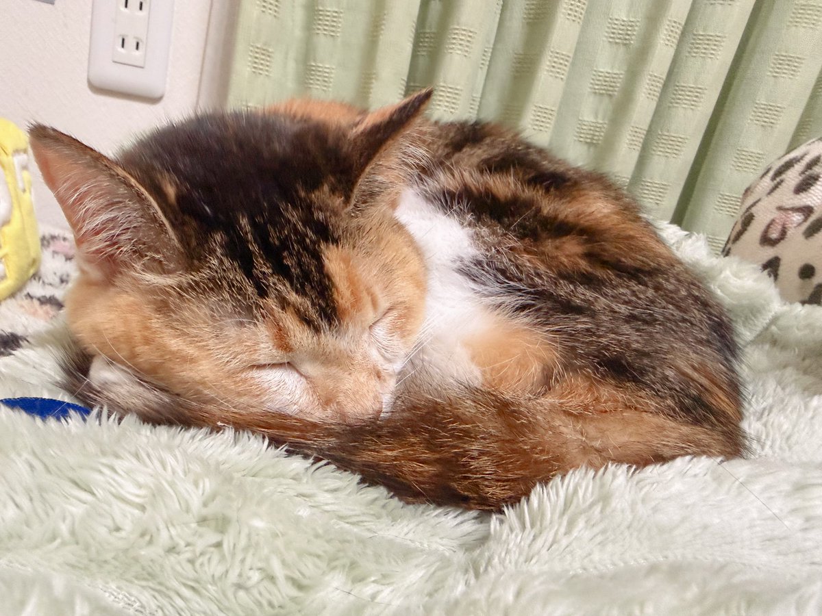 Post by あめちゃん🐱 on X: 🐱