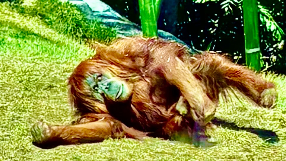ZooCalendar's tweet photo. May 10
Most zoos are celebrating Mother's Day and having a rolling good time..
https://t.co/gGRxfIEGpP

 #mother #mothersday #wildlife #zoo #safari #zoocalendar https://t.co/it4GdGeL2J