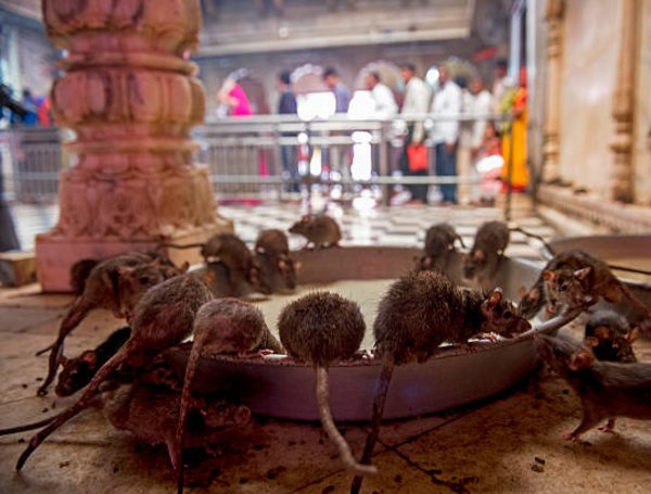 olivaAnanda's tweet photo. Karni Mata: el increíble templo de la India donde veneran a miles de ratas como símbolo sagrado https://t.co/iEASro3YX4