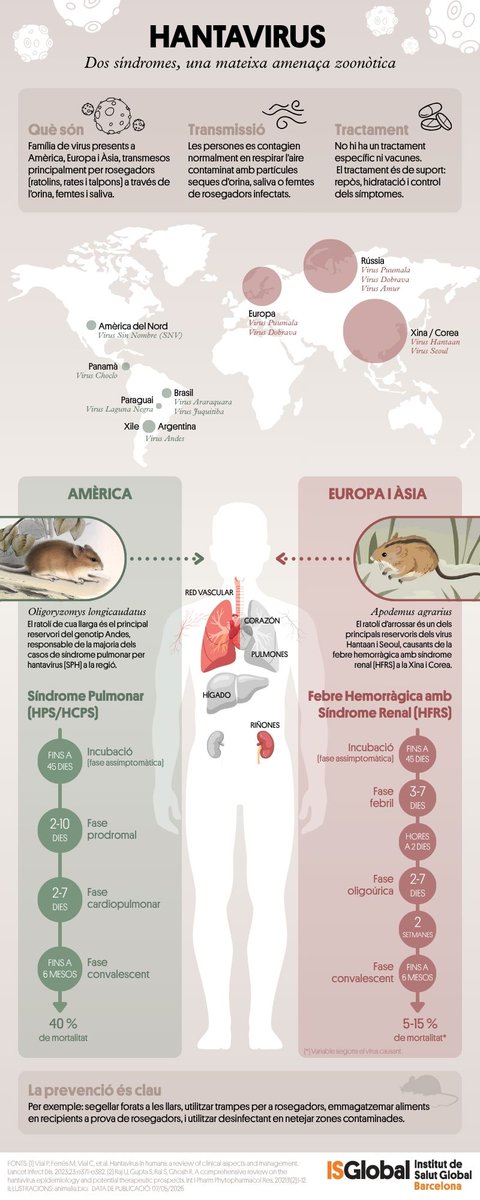 ISGLOBALorg's tweet photo. 🦠 Què és l’#hantavirus i com es transmet?

Aquesta zoonosi, present a Amèrica, Europa i Àsia, es transmet principalment a través de rosegadors infectats i pot causar síndromes greus amb afectació pulmonar o renal.

📊 Nova infografia d’#ISGlobal: https://t.co/9e6anpkS11

#SalutGlobal