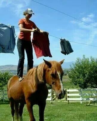 horse tweet media
