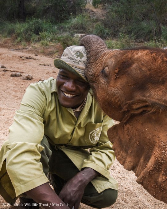 Sheldrick Wildlife Trust tweet media