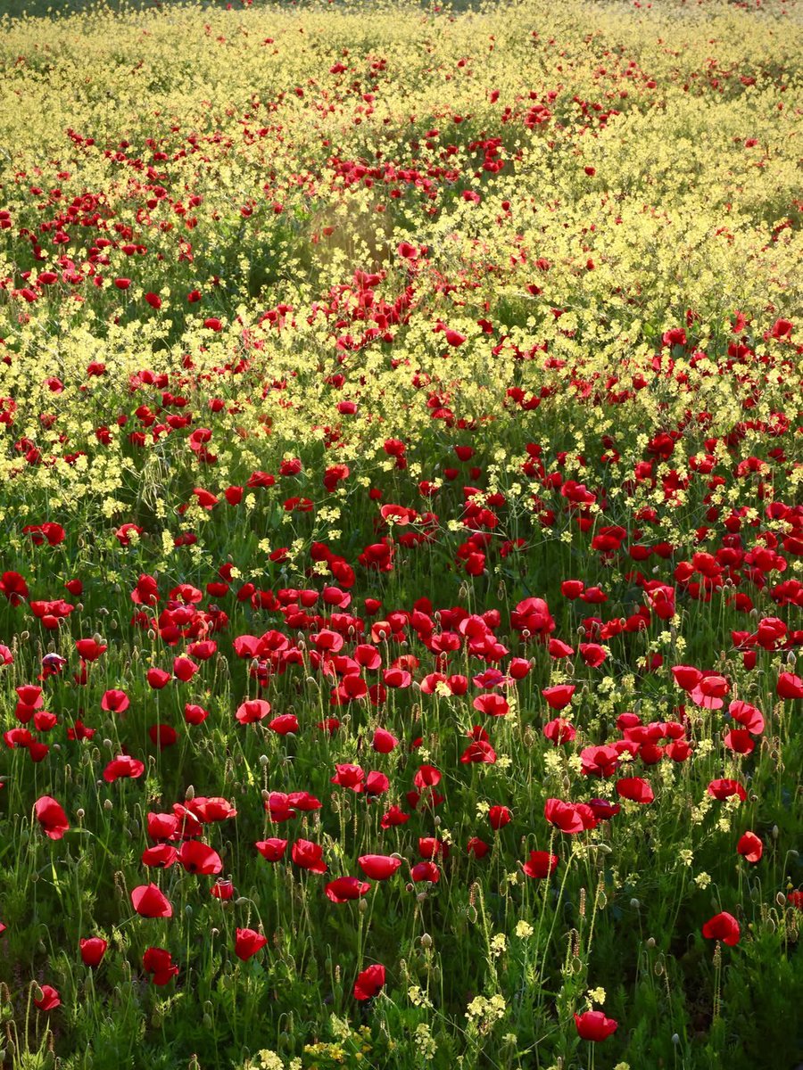 aseelswaid9's tweet photo. The charming countryside of Syria https://t.co/G21fPlQ5Tr