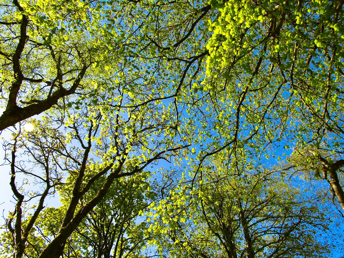 qamrlight's tweet photo. i love the colour of leaves when they’re hit by sunlight https://t.co/mHfwDb9BBg