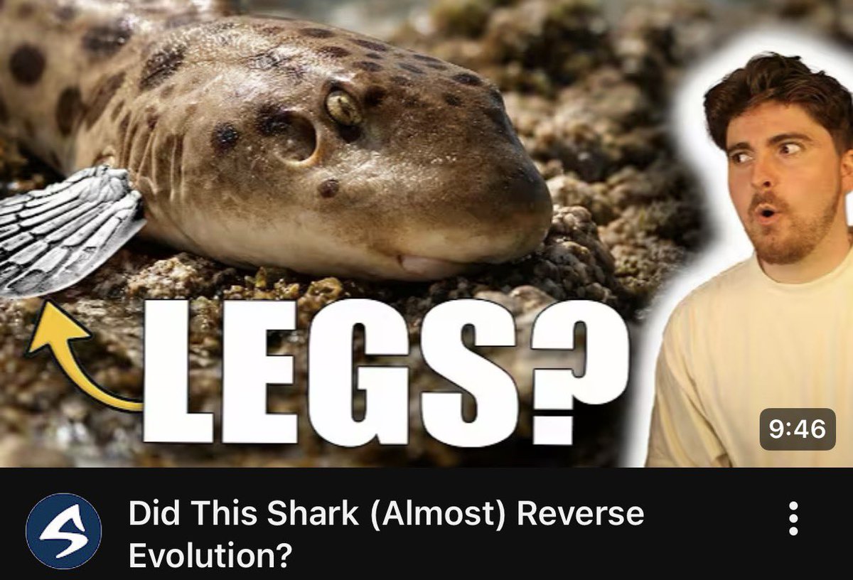 Shark Bytes tweet media