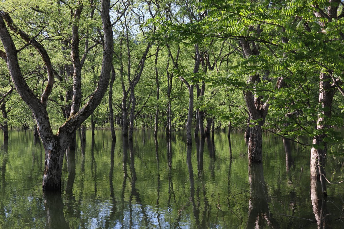 AMeDAS49's tweet photo. 山形県白川湖の水没林にて。鏡のような水面を滑るカヤックから、柳の幹と新緑が織りなす幻想的な景色を堪能してきました。 https://t.co/cNDVrmNWmX